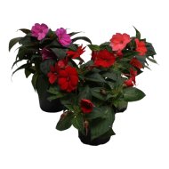 Nebáncsvirág Sunpathiens mix cs:14cm Impatiens