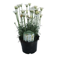 Évelő margaréta mix cs:12cm Rhodanthemum