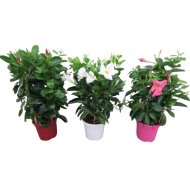 Tölcsérjázmin mix cs:15cm