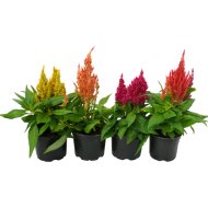 Ezüst celózia mix cs:12cm Celosia argentea