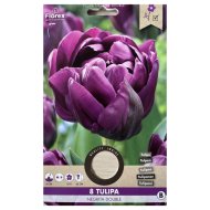 Virághagyma Tulipán 'Negrtia Double' 8db/csomag lila