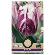 Virághagyma Tulipán 'Flaming Flag' 8db/csomag lila-fehér