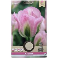 Virághagyma Tulipán 'Groenland' 8db/csomag rózsaszín