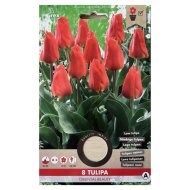 Virághagyma Tulipán 'Oriental Beauty' 8db/csomag piros