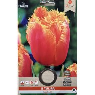 Virághagyma Tulipán 'Tulip Lambada' 8db/csomag piros-narancssárga
