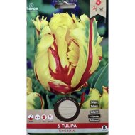 Virághagyma Tulipán 'Texas Flame' 6db/csomag sárga