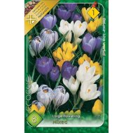 Virághagyma krókusz színkeverék Crocus Large Flowering 8db/csomag