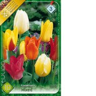 Virághagyma tulipán Fosteriana színkeverék 10db/csomag