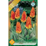 Virághagyma tulipán Juan narancssárga 7db/csomag