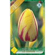 Virághagyma tulipán La Courtine sárga-piros 7db/csomag