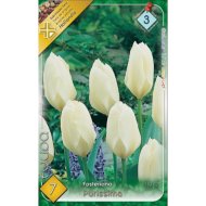 Virághagyma tulipán Purissima fehér 7db/csomag