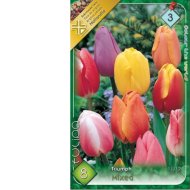 Virághagyma tulipán Triumph színkeverék 8db/csomag