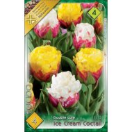 Virághagyma tulipán Ice Cream Coctail 4db/csomag