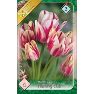 Virághagyma tulipán Flaming Club fehér-piros 6db/csomag