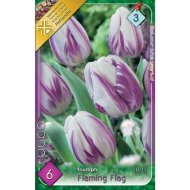 Virághagyma tulipán Flaming Flag fehér-lila 6db/csomag