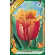 Virághagyma tulipán Lambada narancssárga 8db/csomag