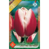 Virághagyma tulipán Leen Van Der Mark piros-fehér 6db/csomag