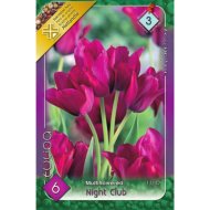 Virághagyma tulipán Night Club lila 6db/csomag