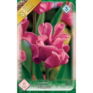 Virághagyma tulipán Picture rózsaszín 5db/csomag