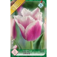Virághagyma tulipán Siesta lila-fehér 8db/csomag