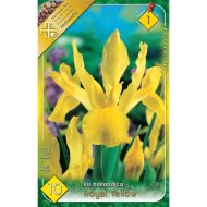 Virághagyma írisz Royal Yellow sárga 10db/csomag