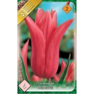 Virághagyma tulipán Mariette rózsaszín 6db/csomag