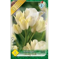 Virághagyma tulipán Candy Club vajszínű 6db/csomag