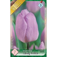 Virághagyma tulipán Candy Prince halvány lila 7db/csomag
