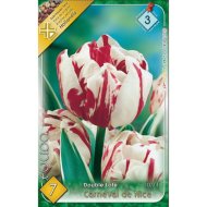 Virághagyma tulipán Carneval de Nice fehér-piros 7db/csomag