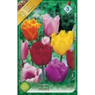 Virághagyma tulipán Crispa Mixed 8db/csomag