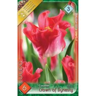 Virághagyma tulipán Crown of Dynasty rózsaszín 6db/csomag