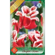 Virághagyma tulipán Elegant Crown piros-fehér 6db/csomag