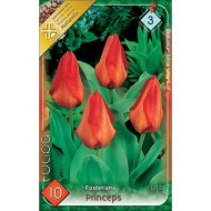 Virághagyma tulipán Princeps piros 10 db/csomag