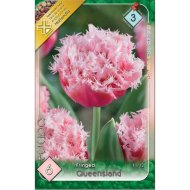 Virághagyma tulipán Queensland rózsaszín 8db/csomag
