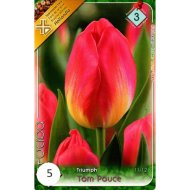 Virághagyma tulipán Tom Pouce piros 5db/csomag