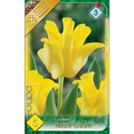 Virághagyma tulipán Triumph Yellow Crow sárga 5 db/csomag