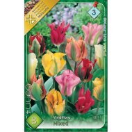 Virághagyma tulipán Virdiflora színkeverék 8db/csomag