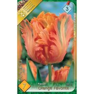 Virághagyma tulipán Orange Favorite narancssárga 7db/csomag