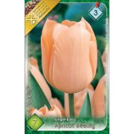 Virághagyma tulipán Apricot Beauty barackszínű 7db/csomag