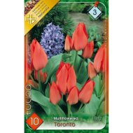 Virághagyma tulipán Toronto narancssárga 10db/csomag