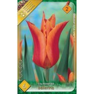 Virághagyma tulipán Ballerina narancssárga 6db/csomag