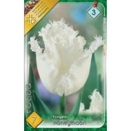 Virághagyma tulipán Honeymoon fehér 7db/csomag