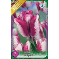 Virághagyma tulipán Hotpants lila-fehér, 7 db/csomag