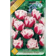 Virághagyma tulipán Gerbrand Kieft piros-fehér 8 db/csomag