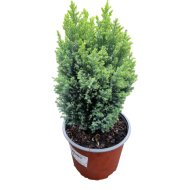 Arany hamisciprus C3 Chamaecyparis lawsoniana