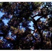 Trees CD